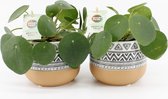 Kamerplanten van Botanicly – 2 × Pannenkoekenplant – Hoogte: 20 cm – Pilea peperomioides