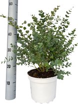 Kamerplant van Botanicly – Eucalyptus gunnii – Hoogte: 60 cm