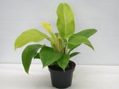 Kamerplant van Botanicly – Philodendron Moonlight – Hoogte: 25 cm