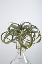 Kunsttak - Tillandsia - vetplant - cactus- topkwaliteit decoratie - 2 stuks - zijden tak - groen - 30 cm hoog