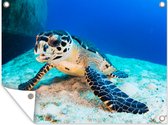 Muurdecoratie buiten Een schildpad zittend op het zand naast een wrak in de zee bij de Grand Cayman - 160x120 cm - Tuindoek - Buitenposter