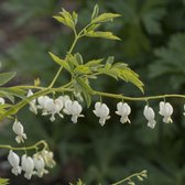 Dicentra spectabilis Alba (Gebroken hartje 'Alba')