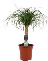 Beaucarnea Recht ↨ 55cm - hoge kwaliteit planten