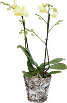 Green Pixie met Wooden pot ↨ 45cm - planten - binnenplanten - buitenplanten - tuinplanten - potplanten - hangplanten - plantenbak - bomen - plantenspuit