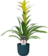 Decorum Guzmania Hilda in ELHO ® Vibes Fold Rond (diepblauw) ↨ 60cm - planten - binnenplanten - buitenplanten - tuinplanten - potplanten - hangplanten - plantenbak - bomen - plante