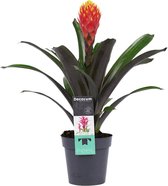 Decorum Guzmania Tala (rood-geel) ↨ 45cm - planten - binnenplanten - buitenplanten - tuinplanten - potplanten - hangplanten - plantenbak - bomen - plantenspuit