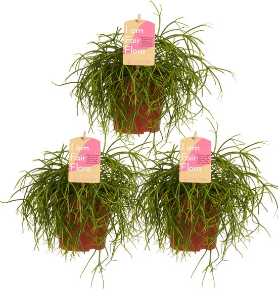 Rhipsalis cashero ↨ 20cm - 3 stuks - hoge kwaliteit planten