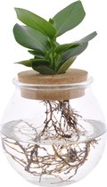 Clusia in Bolglas + klikkurk ↨ 25cm - hoge kwaliteit planten