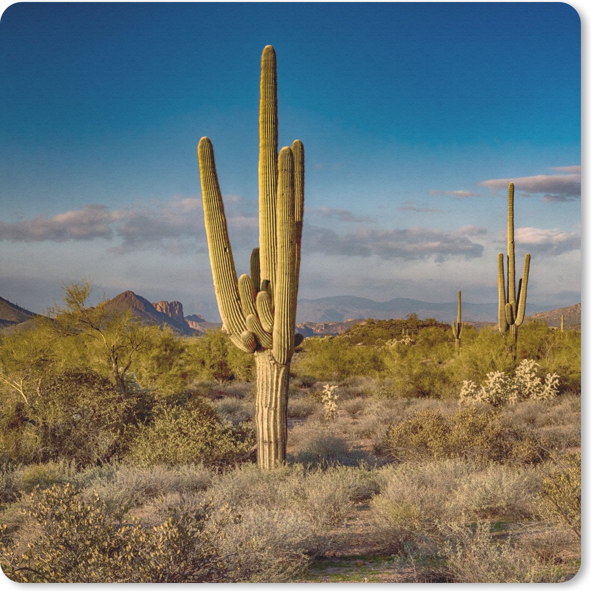 Muismat 30x30 cm - Mousepad Cactus bij zonsondergang in Arizona - Muismatten