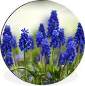 WallCircle - Wandcirkel - Muurcirkel - Kleine druifhyacinten - Aluminium - Dibond - ⌀ 90 cm - Binnen en Buiten