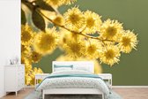 Behang - Fotobehang Close up van gele acacia bloemen groene achtergrond - Breedte 525 cm x hoogte 350 cm