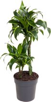 Kamerplant van Botanicly – Drakenboom – Hoogte: 70 cm – Dracaena derem. Dorado