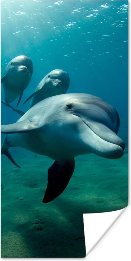 Poster Water - Dauphin - Blauw - 20x40 cm