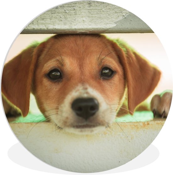 WallCircle - Wall Circle - Wall Circle Inside - Un chiot regarde à travers une clôture - 30x30 cm - Décoration murale - Peintures ronds