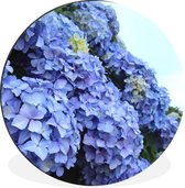 WallCircle - Wandcirkel - Muurcirkel - Hortensia bloemen - Aluminium - Dibond - ⌀ 120 cm - Binnen en Buiten XXL