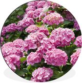 WallCircle - Wandcirkel - Muurcirkel - roze hortensia's in de zomer - Aluminium - Dibond - ⌀ 60 cm - Binnen en Buiten