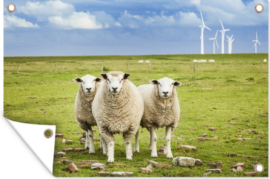 Poserende schapen op weiland met windmolens, Sleeswijk-Holstein, Duitsland