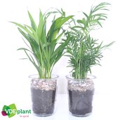 Kamerplanten van Botanicly – 2 × Planten Mix – Hoogte: 40 cm – Mix