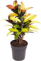 Kamerplant van Botanicly – Croton – Hoogte: 60 cm – Codiaeum variegatum Mrs Iceton