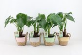 Kamerplanten van Botanicly – 4 × Olifantsoor in zeegras pot als set – Hoogte: 45 cm – Alocasia Cucullata