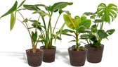 Tropische kamerplanten set in mand - Monstera Deliciosa 75cm, ø21, Alocasia Zebrina 75cm, ø19, Strelitzia Nicolai 85cm, ø19 + Musa Dwarf Cavendish 85cm, ø21 - Makkelijke kamerplanten - Tropis