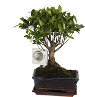 Bonsai van Botanicly – Treurvijg – Hoogte: 25 cm – Ficus Retusa Bonsai