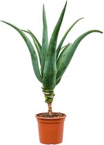 Kamerplant van Botanicly – Aloe Traski – Hoogte: 75 cm
