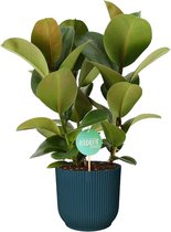 FloriaFor - Ficus Cloe In ELHO Vibes (blauw) - - ↨ 60cm - ⌀ 22cm