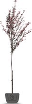 Sierpruim | Prunus cerasifera Nigra | Stamomtrek: 8-10 cm