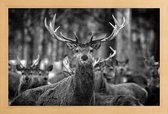 JUNIQE - Poster met houten lijst The Stag -20x30 /Kleurrijk