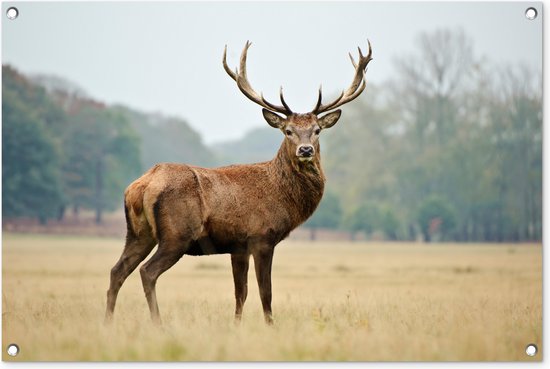 Tuinposters buiten Hert - Dieren - Gewei - 90x60 cm - Tuindoek - Buitenposter