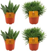 Plantenboetiek.nl | Aloe Paradisicum | 2 stuks + Senecio Himalaya | 2 stuks - Kamerplant - Hoogte 10cm - Potmaat 10,5cm