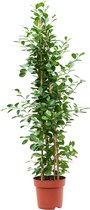 Ficus microcarpa Moclame Toef 145cm