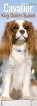 Cavalier King Charles Spaniel Kalender 2020 Slimline