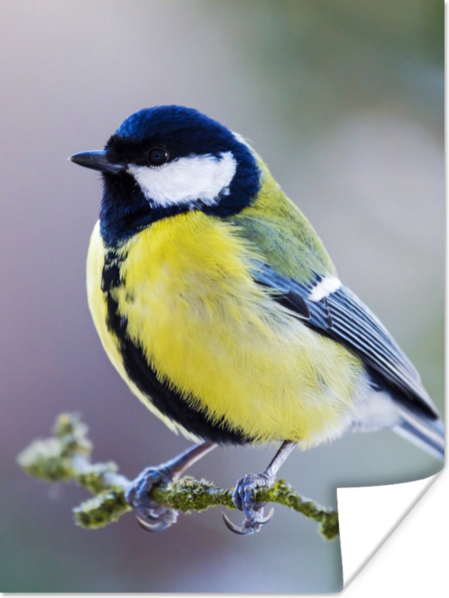 Poster Koolmees - Vogel - Tak - 90x120 cm