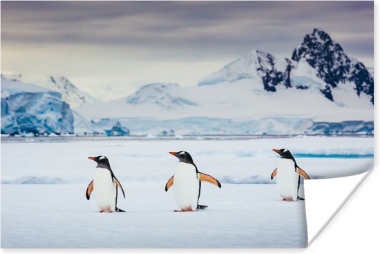 Poster Drie pinguïns - 90x60 cm