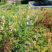 MRS Seeds & Mixtures Sedumdak Bloemmengsel – 22 soorten wildbloemen – groeihoogte: maximaal 1 meter – zowel één als meerjarige bloemen – biedt voordelen voor dak en milieu