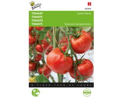 Tomaten St. Pierre - Lycopersicon esculentum