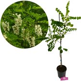 Robinia pseudoacacia, witte Acacia, Hoogte 100cm, 2 liter pot