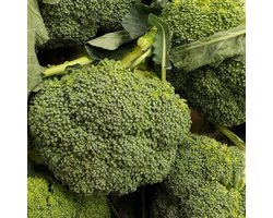 Sluis Garden - Broccoli Calabrese Natalino BIO
