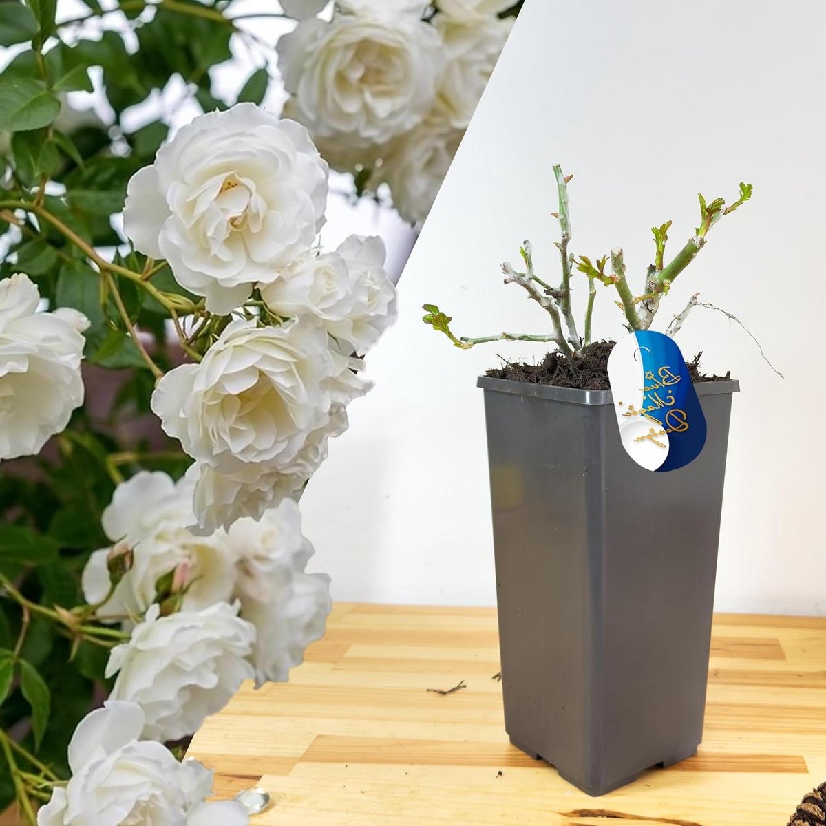 Winterharde en volwassen geurige witte klimroos in 2L pot: perfect voor het toevoegen van elegantie aan tuinranden, het afdekken van looppaden en klimhekjes