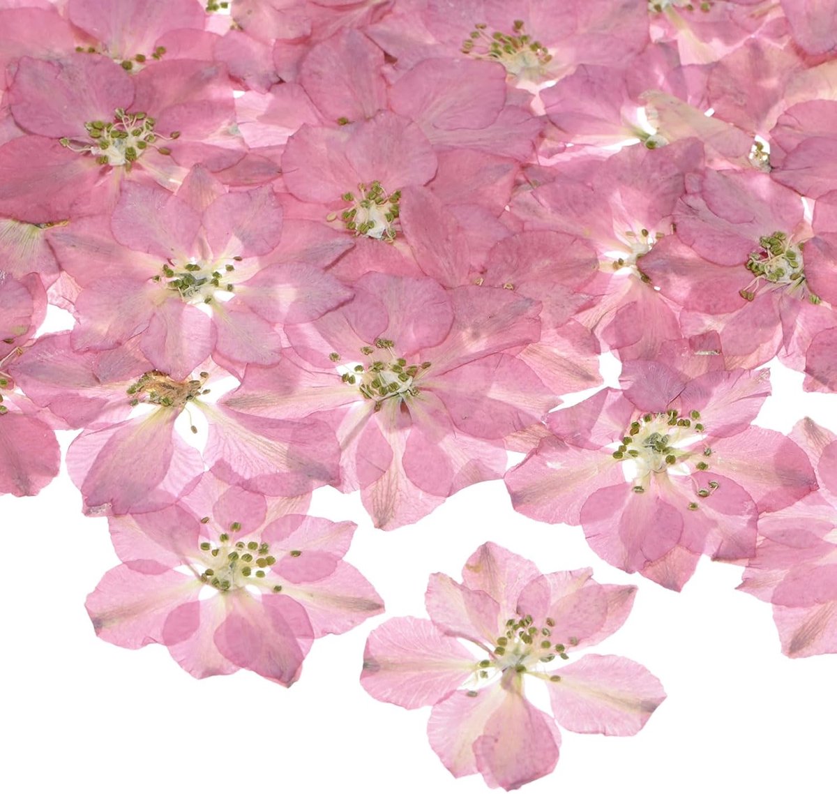 Set van 48 Gedroogde Geperste Bloemen voor Hars - Echte Natuurlijke Gedroogde Bloemen voor Creatief Gebruik - DIY Sieraden - Zeep Maken - Scrapbooking - Kaarsen - Epoxy Hars Benodigdheden - Fotolijst
