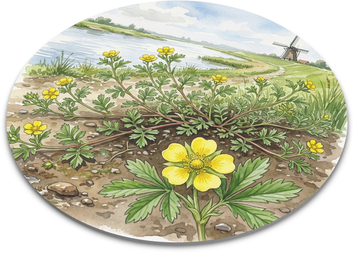 Ronde Muismat - Liggende Ganzerik Potentilla supina in Hollands Landschap - Botanische Gele Bloemen Aquarel met Windmolen - Diameter 22 cm