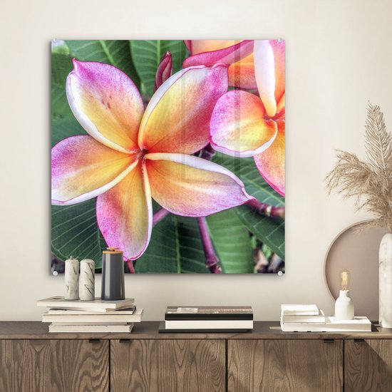 ® Glasschilderij 50x50 cm - Schilderij acrylglas - Kleurrijke Plumeria bloemen in Singapore - Foto op glas - Muurdecoratie woonkamer - Wanddecoratie slaapkamer - Schilderijen