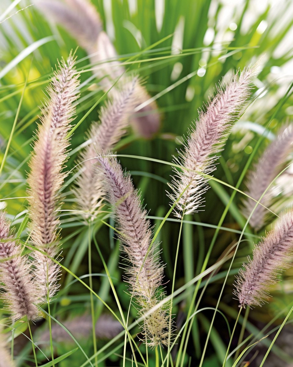 Lampenpoetsersgras Zaden Pennisetum Alopecuroides Meerjarig Siergras