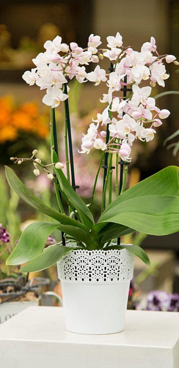 Gele bloempot met kantmotief, Ø 14,5 cm, H 15,2 cm