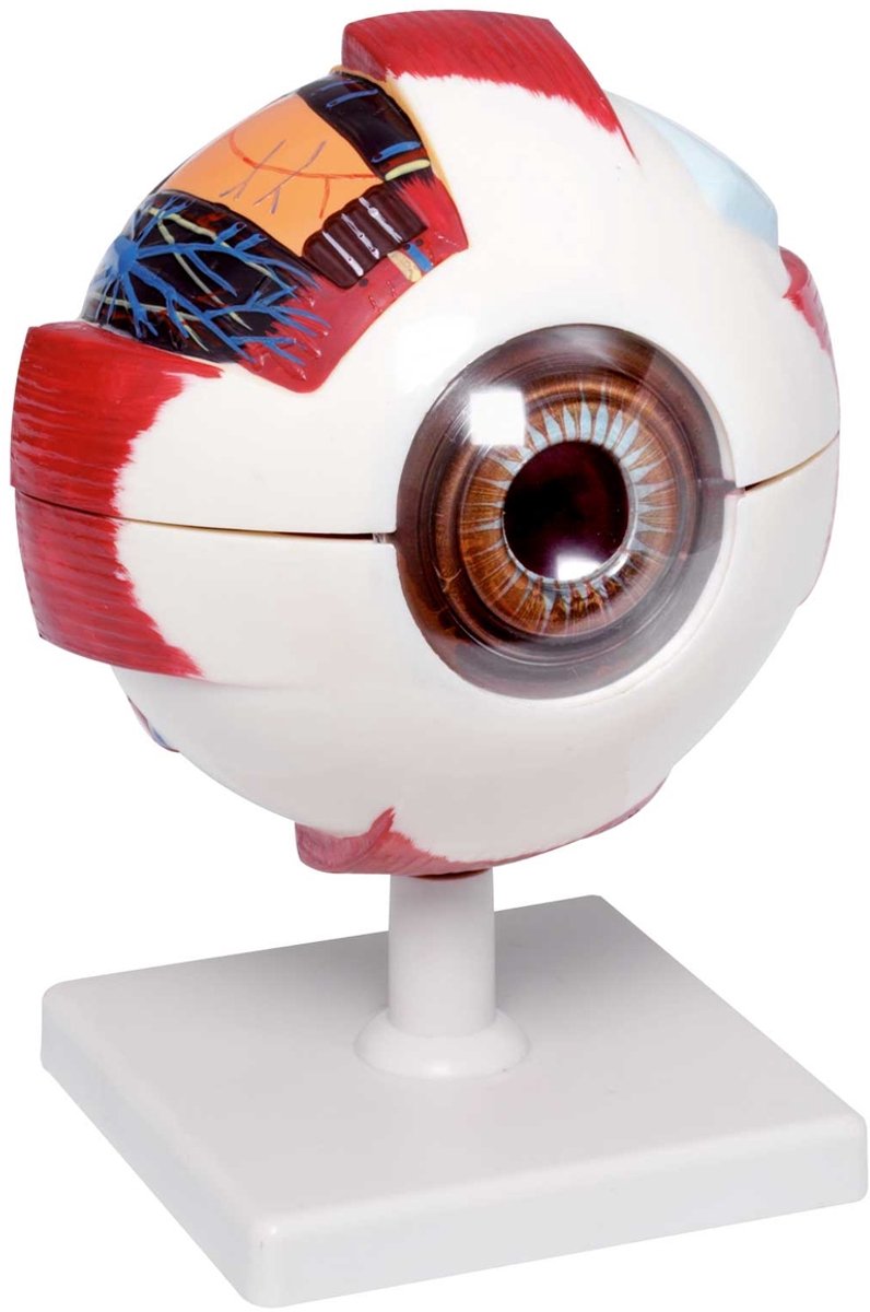 Het menselijk OOG Experimenteerset
