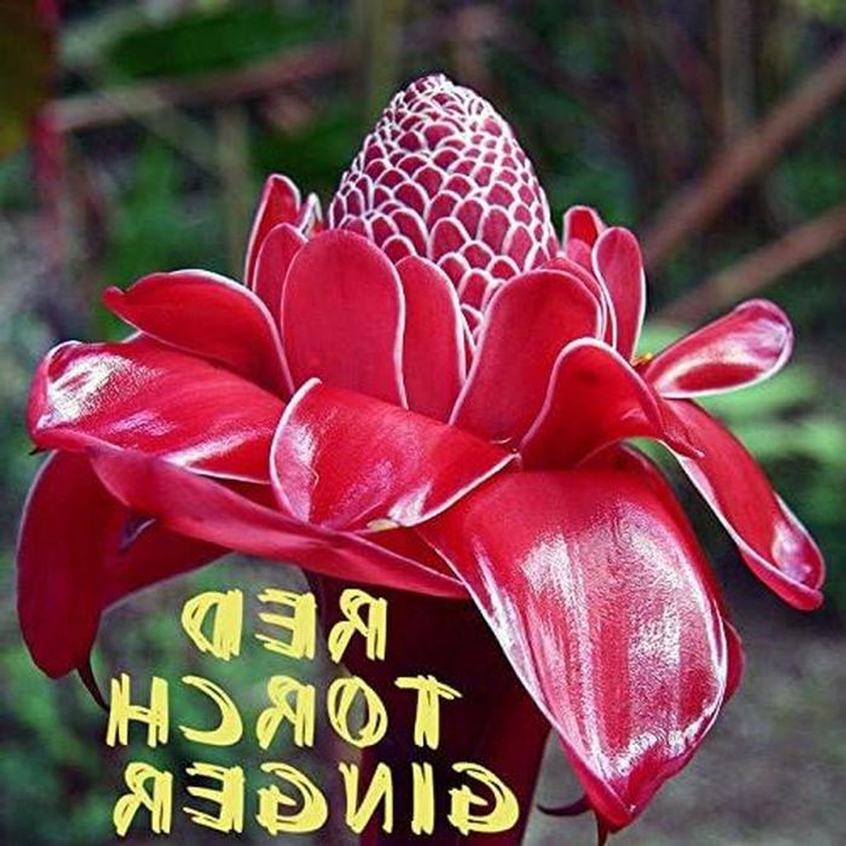 Rode Toverbloem - Speciale Gember - Planten Kweken - Makkelijk Groeiend - 25 Zaden - Rood