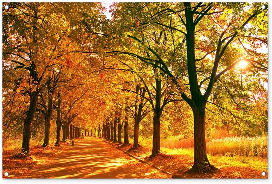Buitenposter van een laan met bomen in herfstkleuren, zonlicht schijnt door de bladeren.