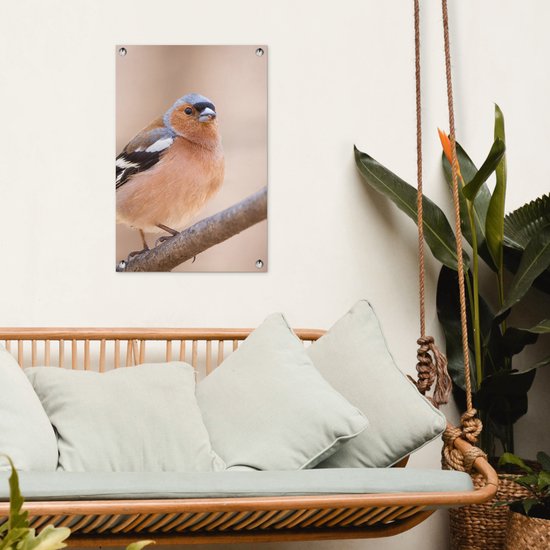 Poster de Jardin Vogel - Animaux - Pinson - 200x200 cm - Toile de jardin